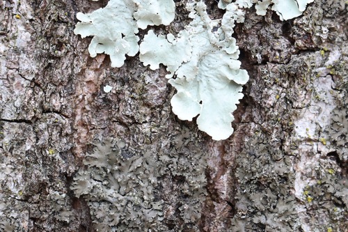 Phaeophyscia