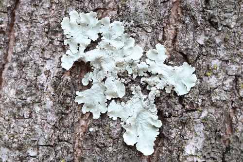 Flavoparmelia caperata