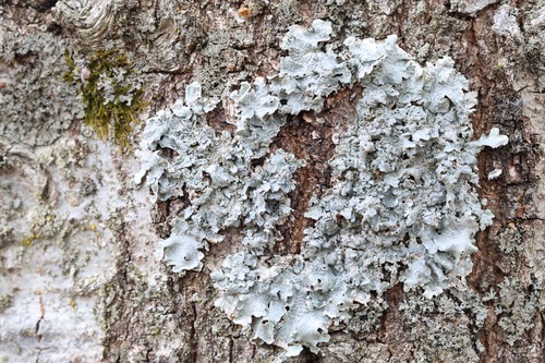 Punctelia