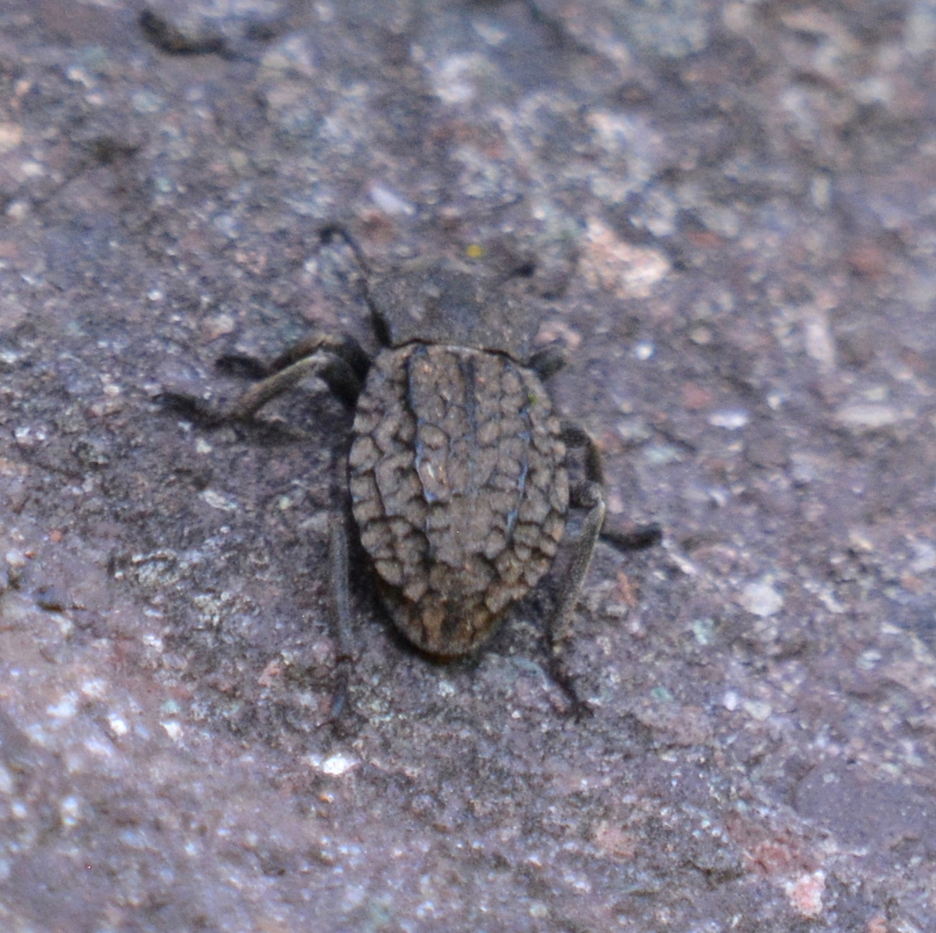 Pelecyphorus guanajuatensis