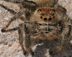 Phidippus regius
