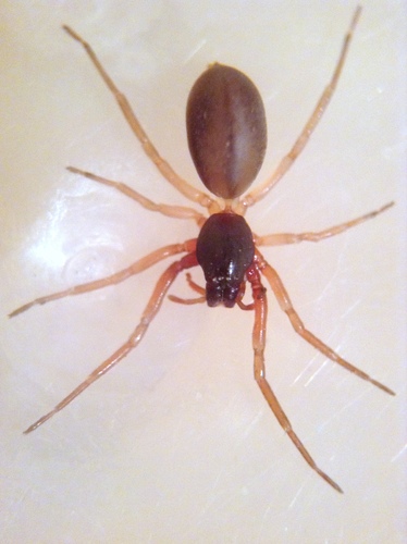 Meriola decepta