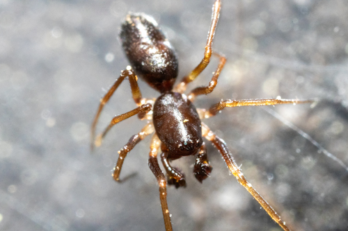 Ant Sheet-web Weaver photo 5