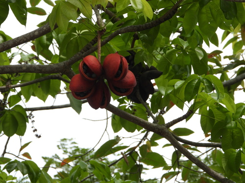 Sterculia foetida