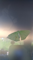 Tanaoctenia haliaria