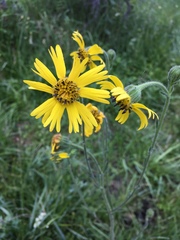 Kyhosia bolanderi
