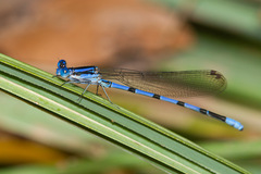 Argia tarascana
