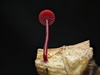 Ruby Bonnet - Photo (c) Joseph Pallante, some rights reserved (CC BY-NC), uploaded by Joseph Pallante