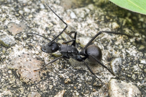 Polyrhachis villipesPolyrhachis villipes