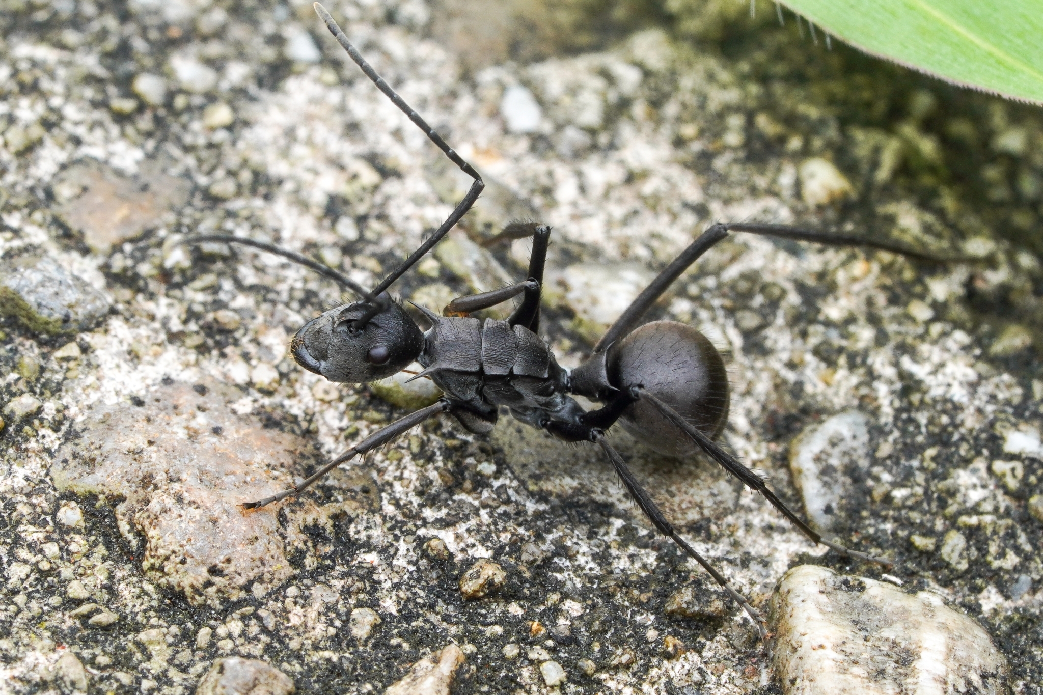 Polyrhachis villipes