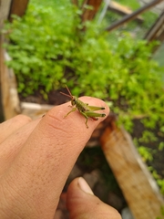 Agesander ruficornis