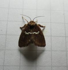 Monoleuca semifascia