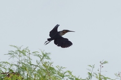 Ixobrychus flavicollis