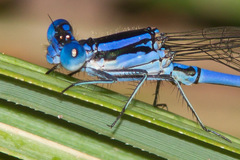 Argia tarascana