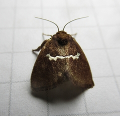 Monoleuca semifascia