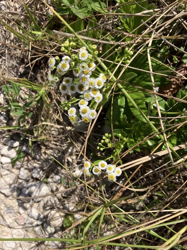 Darrell's fleabane (Erigeron darrellianus)