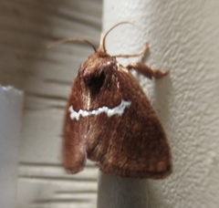 Monoleuca semifascia