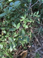 Ulmenblättrige Brombeere (Rubus ulmifolius): Herkunft und Verwendung — Foto 3