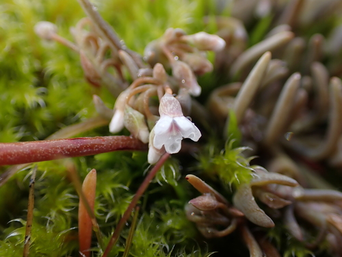 Image of Claytonia exigua by (c) Abby Hyde, some rights reserved (CC BY)