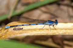 Argia tarascana