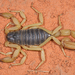 Black Hairy Scorpion - Photo (c) Marshal Hedin, some rights reserved (CC BY-NC-SA)