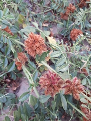 Glycyrrhiza echinata
