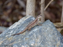 Leiocephalus macropus