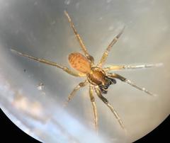 Trabeops aurantiacus