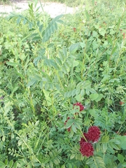 Glycyrrhiza echinata