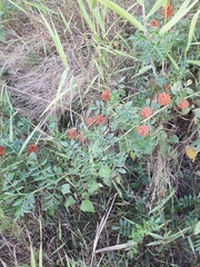 Glycyrrhiza echinata
