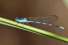 Argia tarascana