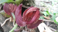Mormodes