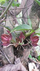 Mormodes