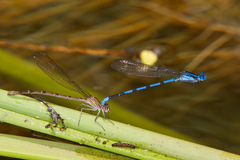 Argia tarascana