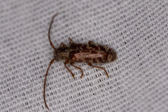 Eupogonius tomentosus