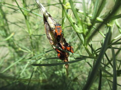 Lygaeus kalmii