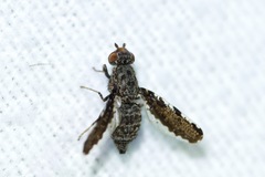 Callopistromyia strigula