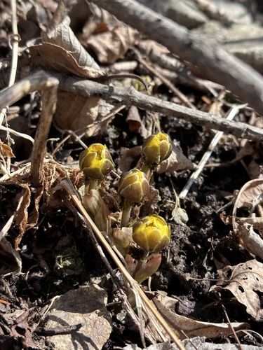 Adonis amurensis, photograph 4