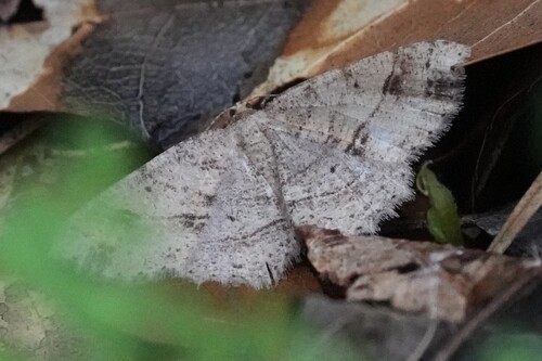 Signate Melanolophia Moth photo 5