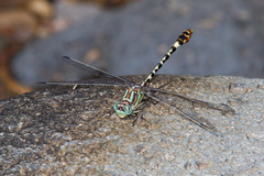Erpetogomphus lampropeltis