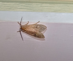 Halysidota tessellaris