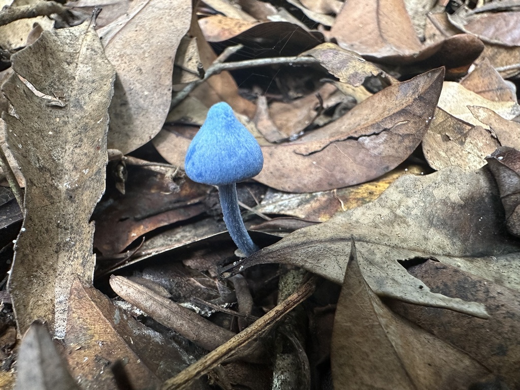 Entoloma virescens · March 2025 · photo: © prossington (iNaturalist, cc-by)