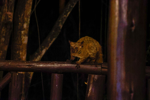 ガーネットガラゴ