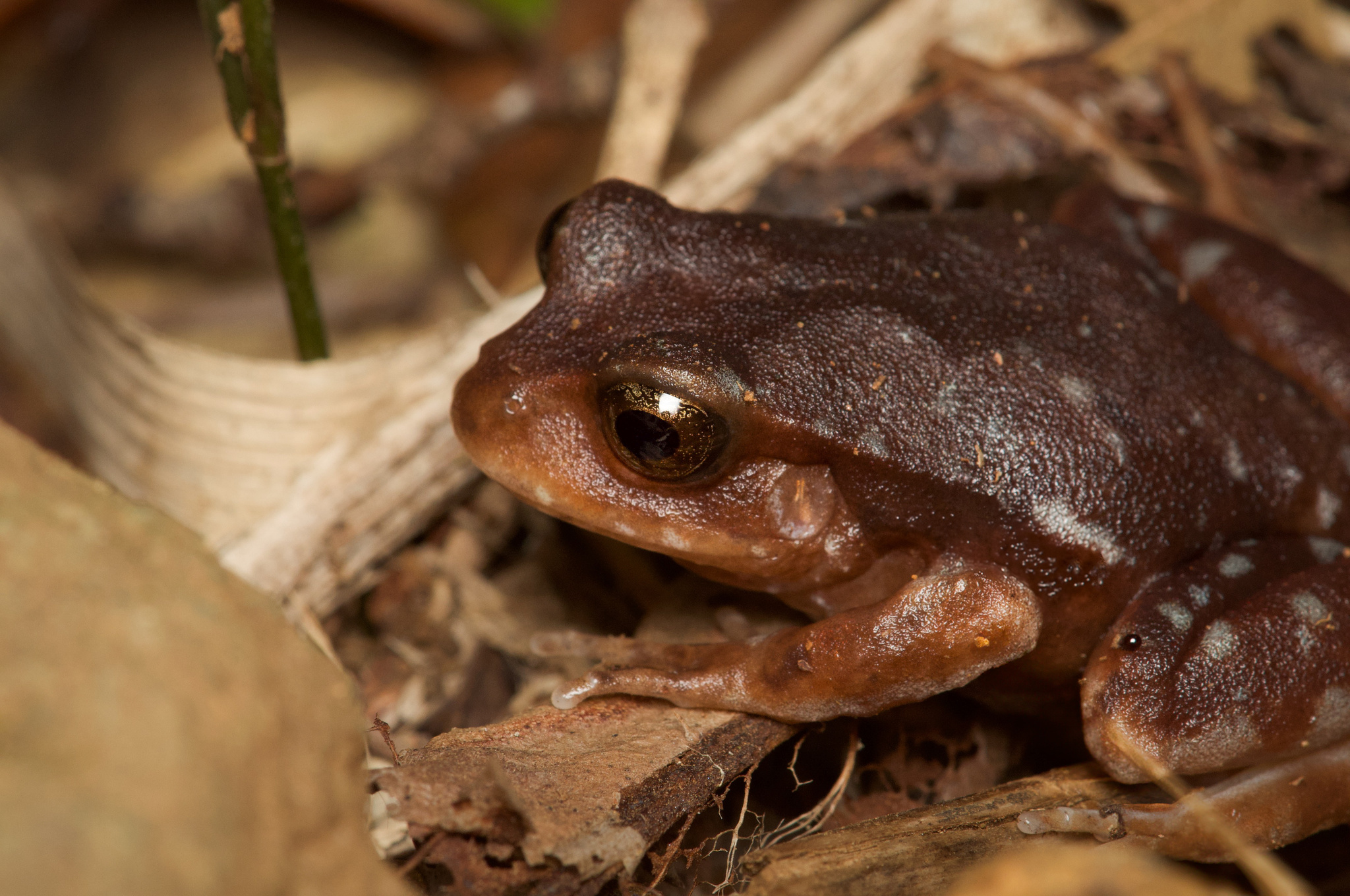 Eupsophus altor Nuñez, Rabanal & Formas, 2012