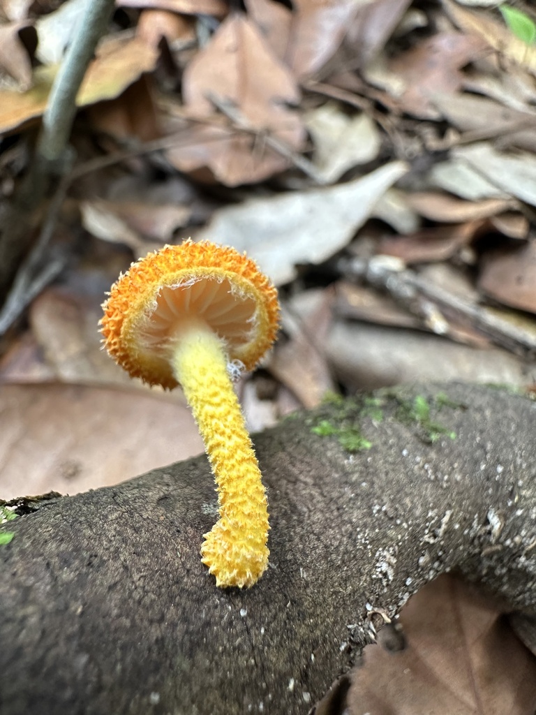 Cyptotrama asprata · March 2025 · photo: © prossington (iNaturalist, cc-by)