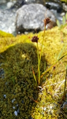 Juncus mertensianus