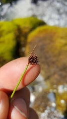 Juncus mertensianus