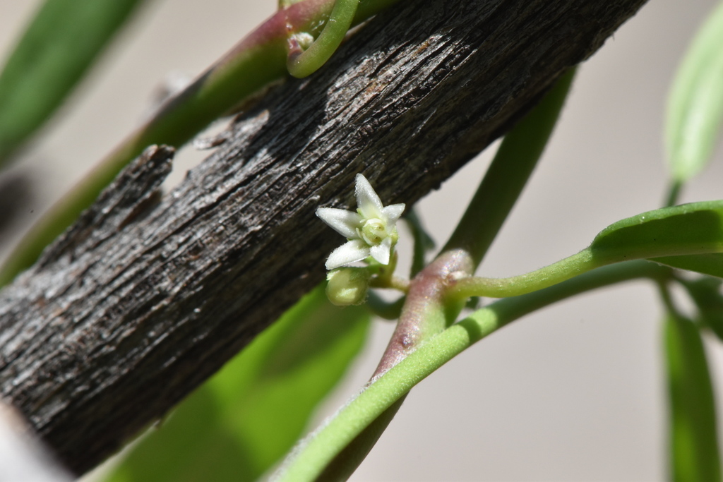 Metastelma latifolium