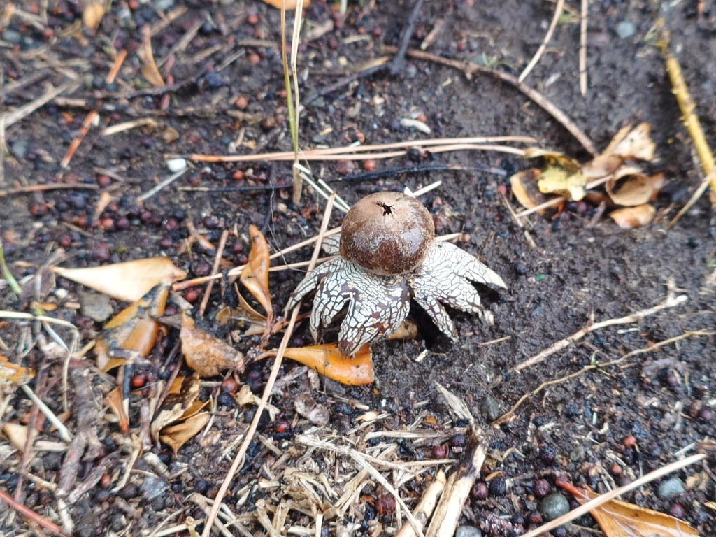 Astraeus hygrometricus · March 2025 · photo: © fkd (iNaturalist, cc-by)