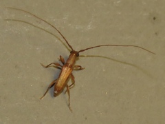 Hypexilis pallida
